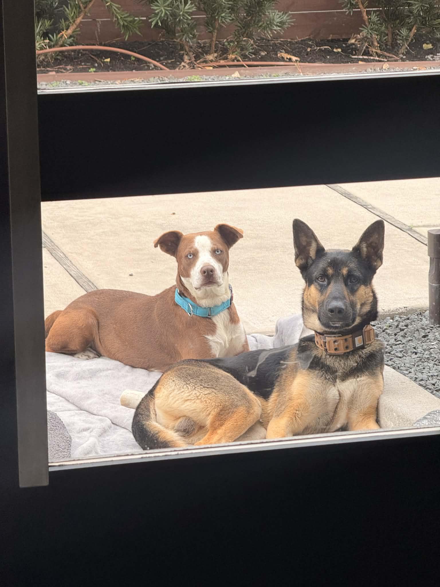 Enlarge ARCHIE, an adopted German Shepherd Dog in Pleasant Valley, MO image 3/6