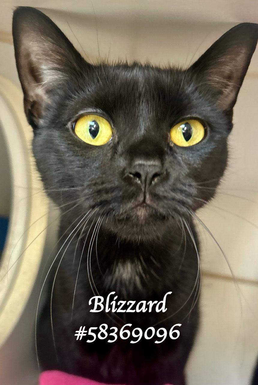 Blizzard