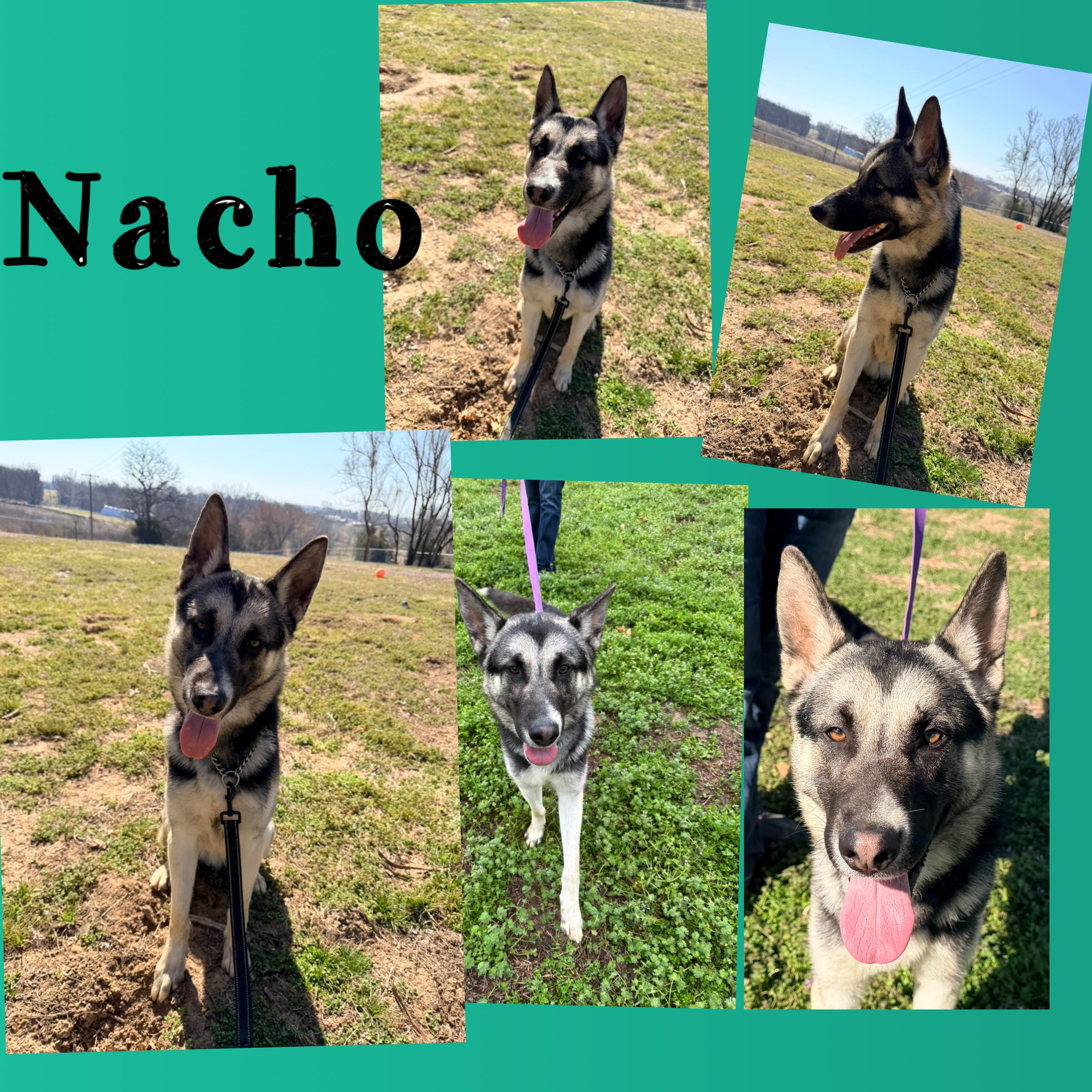 Nacho, a ADOPTABLE mixed breed in Jefferson City, MO image 5/5
