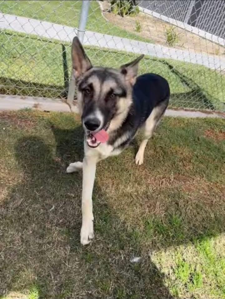 Nacho, ADOPTABLE, Young Male German Shepherd Dog.