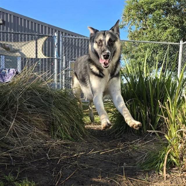 Nacho, a ADOPTABLE mixed breed in Jefferson City, MO image 3/6