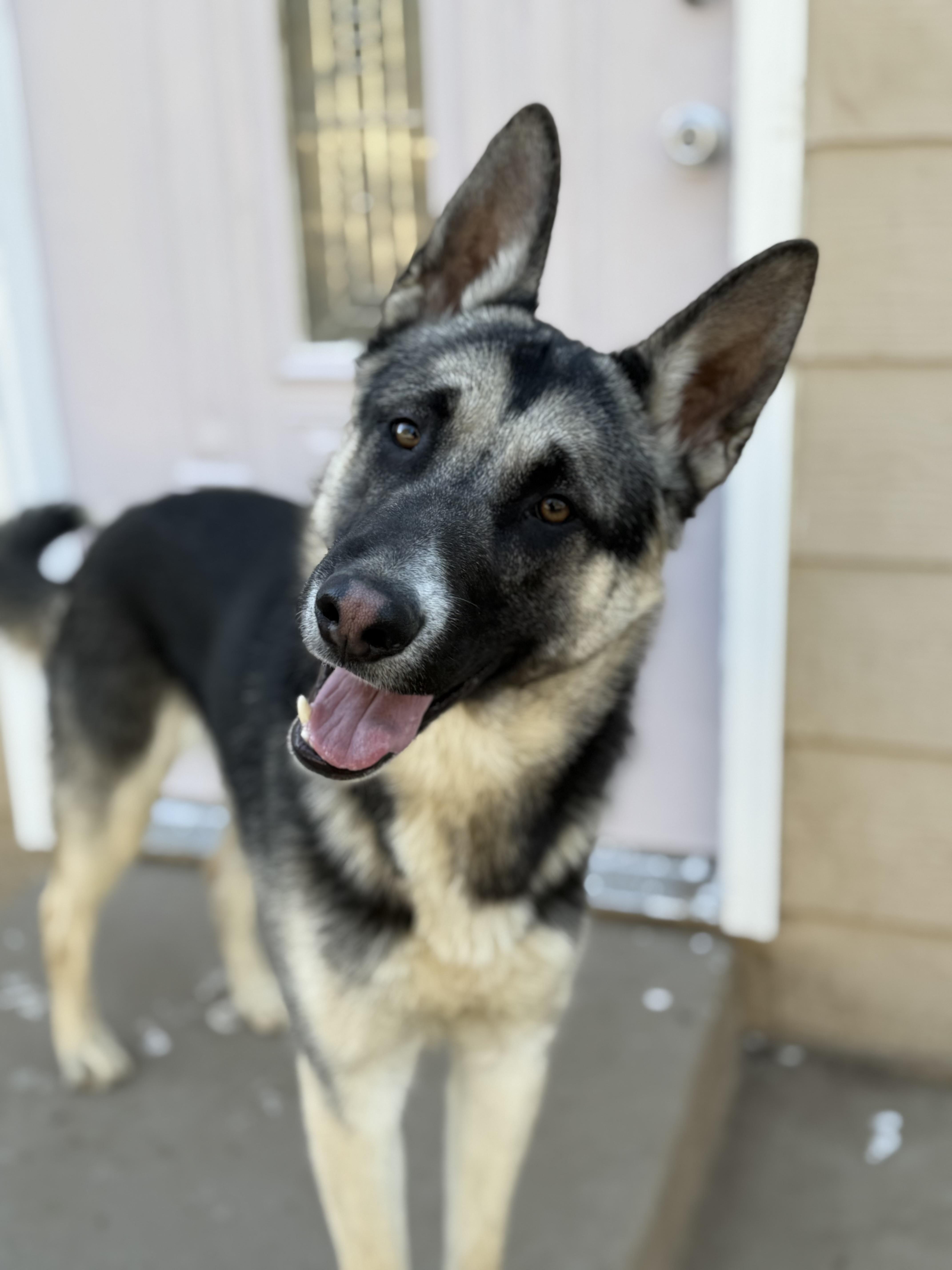 Nacho, a ADOPTABLE mixed breed in Jefferson City, MO image 4/6