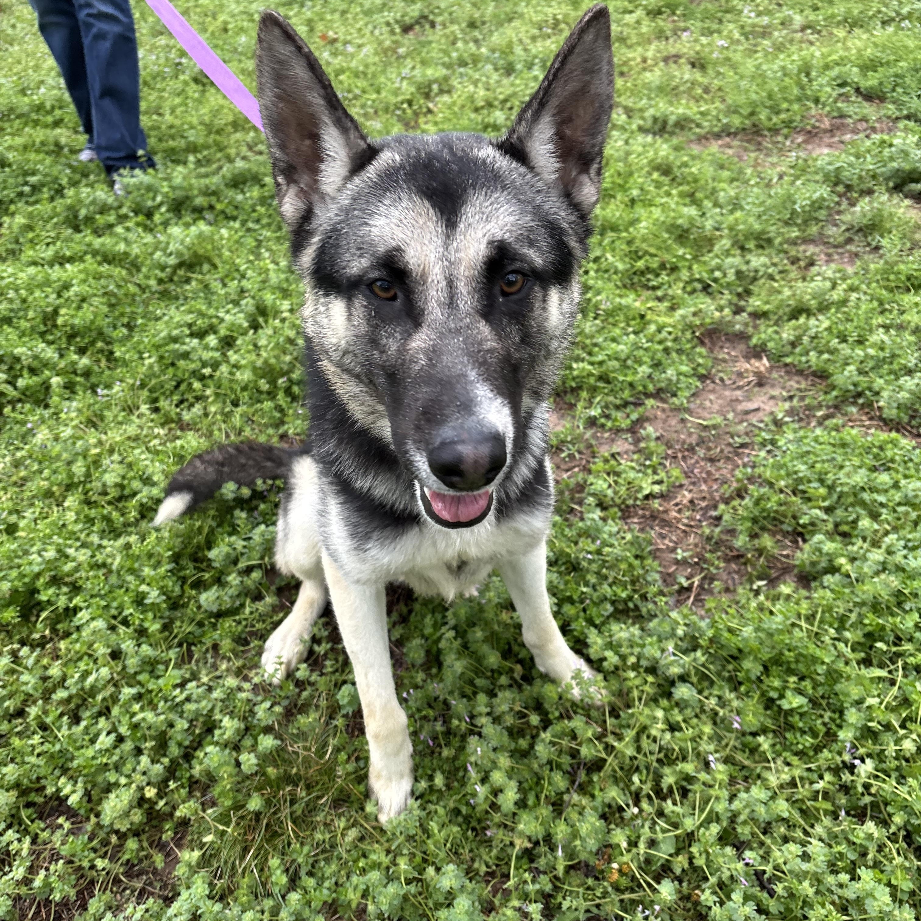 Nacho, ADOPTABLE, Young Male German Shepherd Dog.