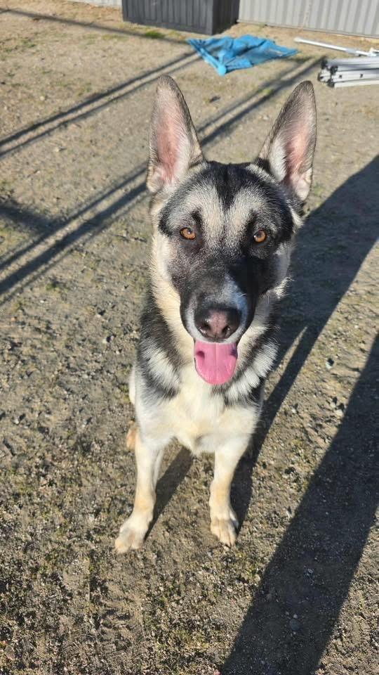 Nacho, a ADOPTABLE mixed breed in Jefferson City, MO image 2/6