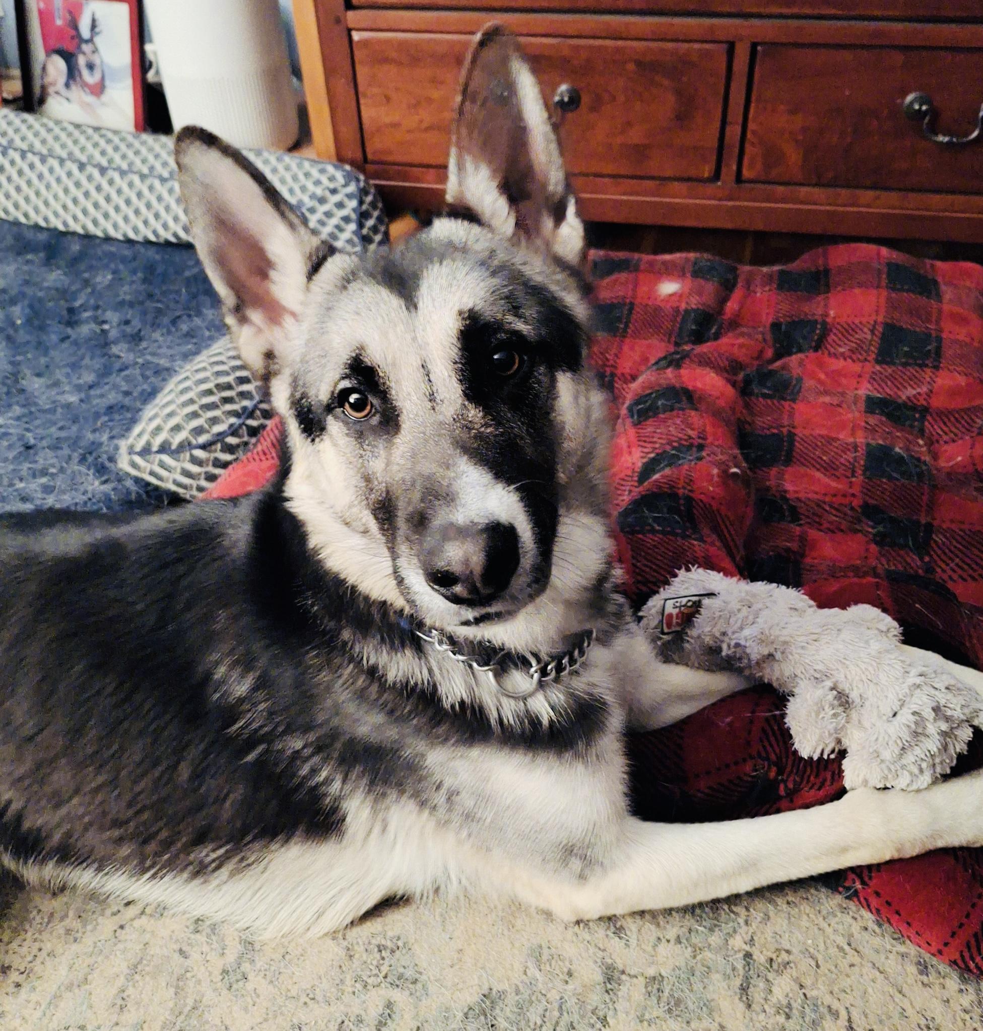 Nacho, ADOPTABLE, Young Male German Shepherd Dog.