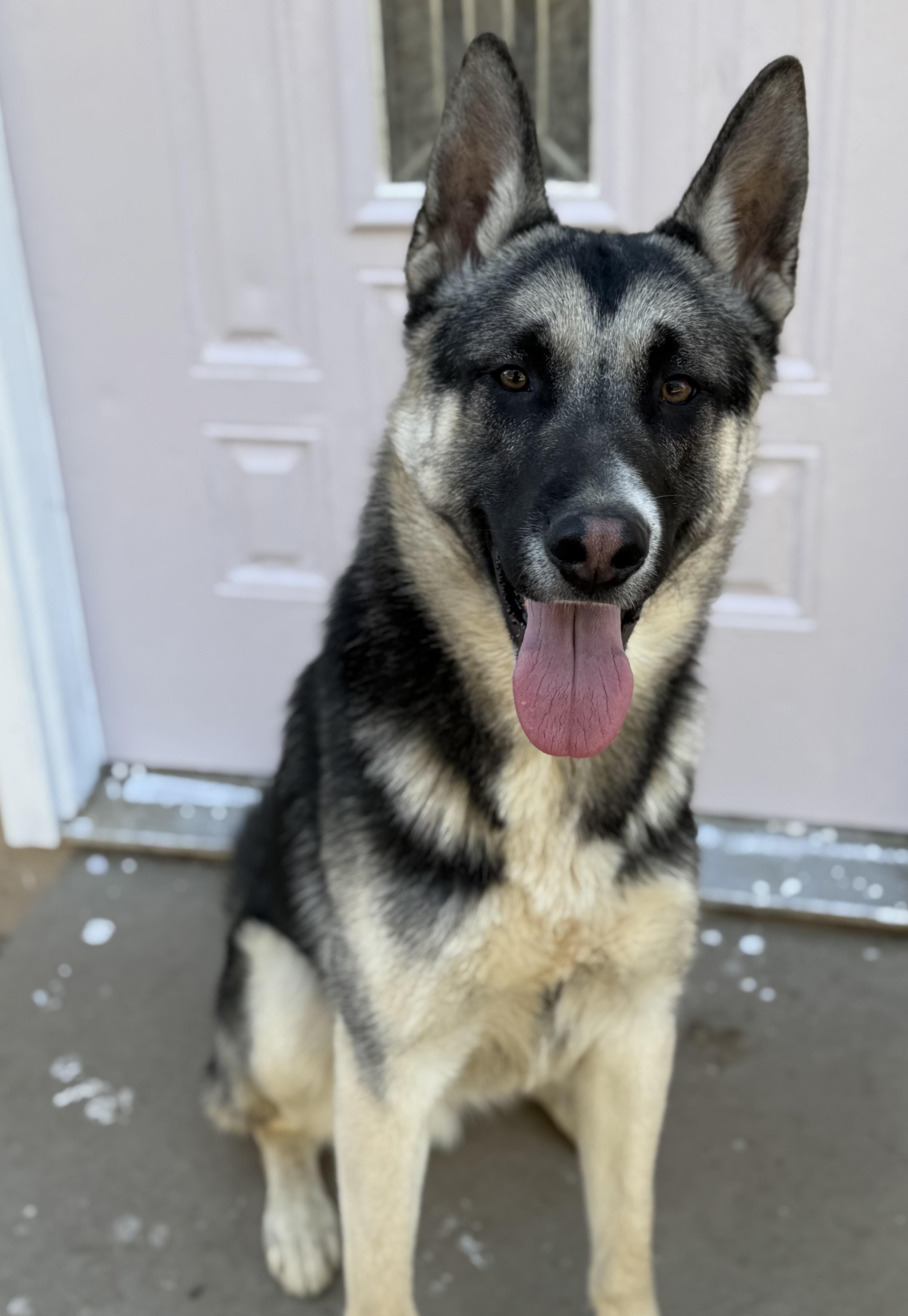 Nacho, a ADOPTABLE mixed breed in Jefferson City, MO image 5/6