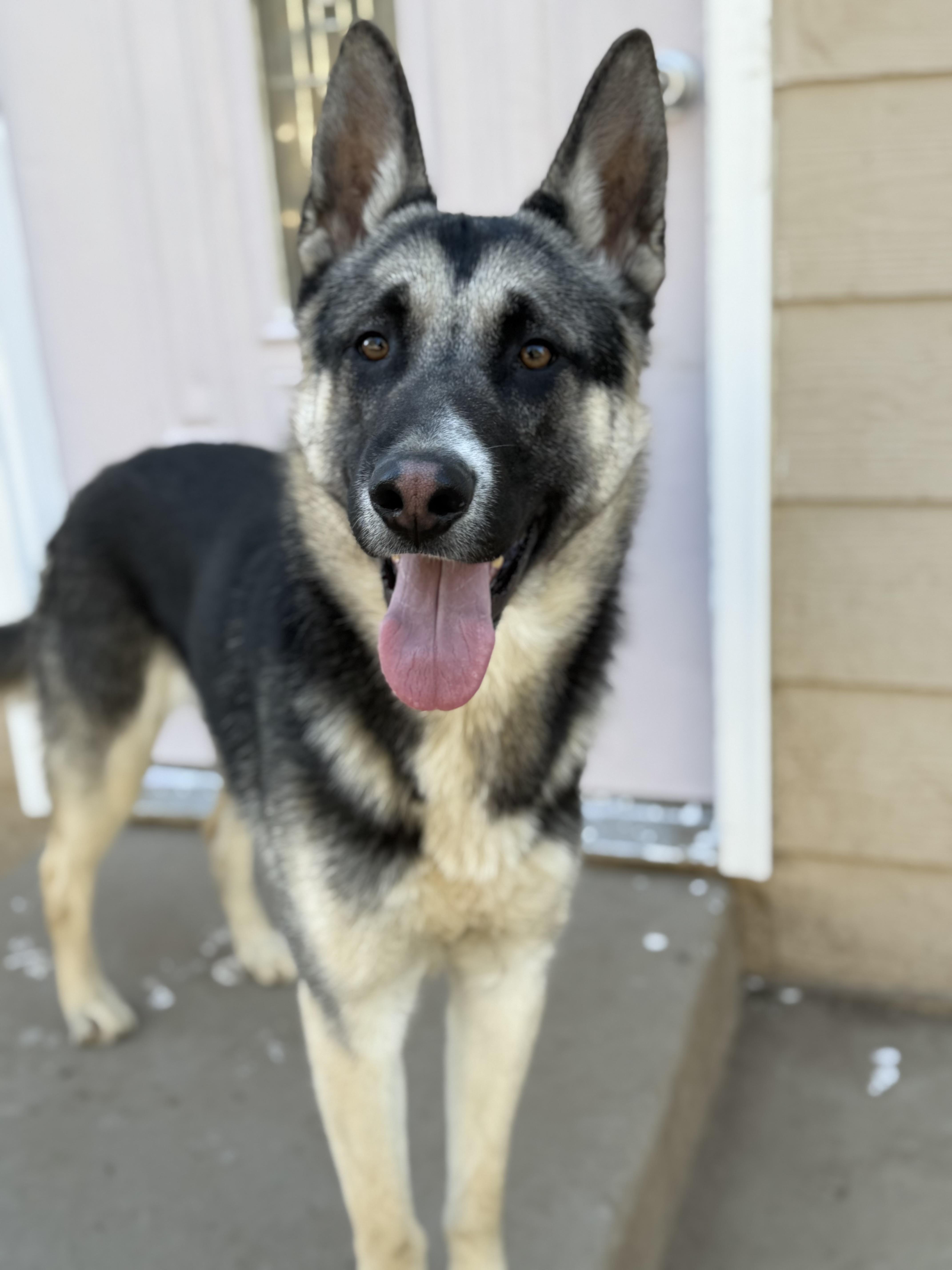 Nacho, a ADOPTABLE mixed breed in Jefferson City, MO image 6/6