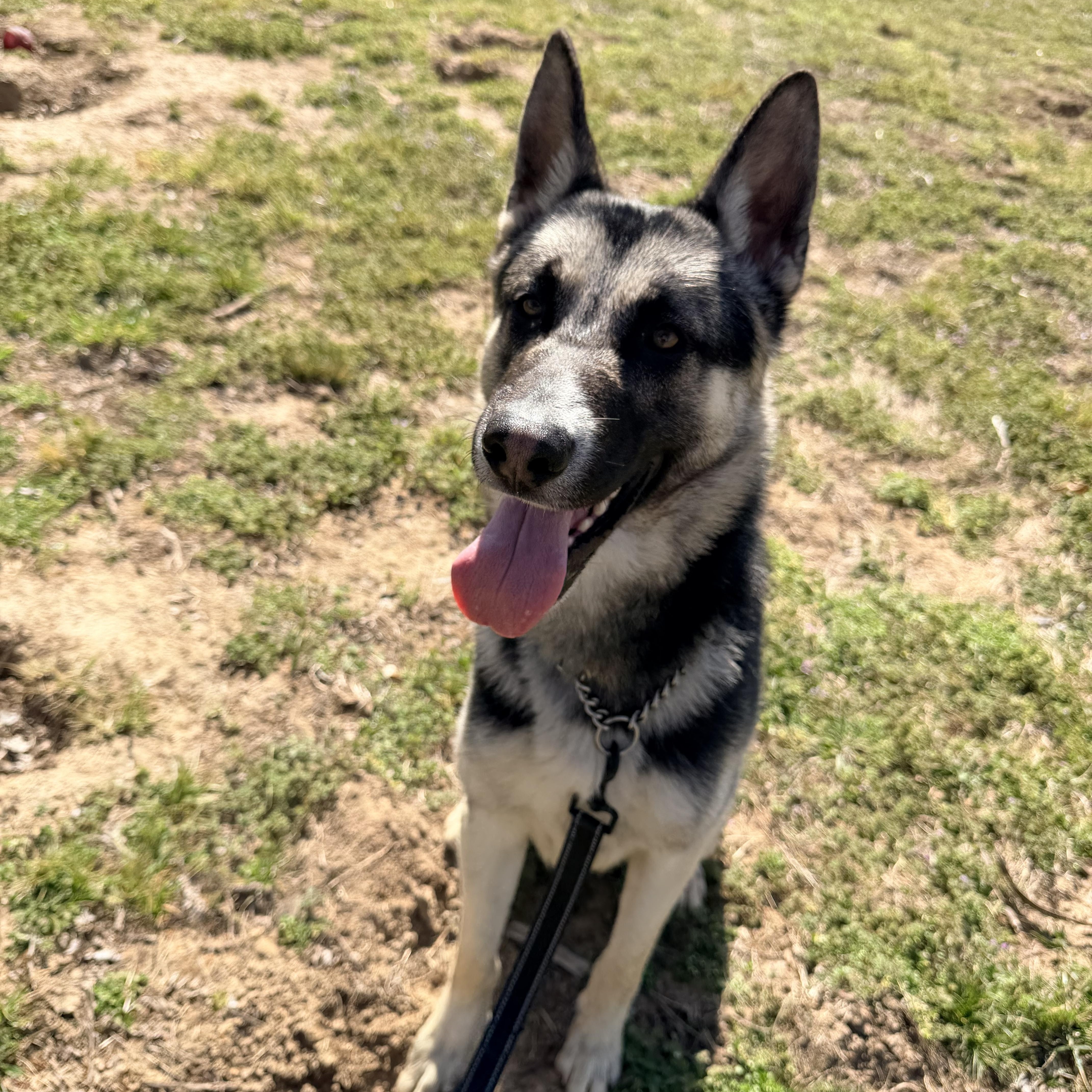 Enlarge Nacho, a ADOPTABLE mixed breed in Jefferson City, MO image 6/6