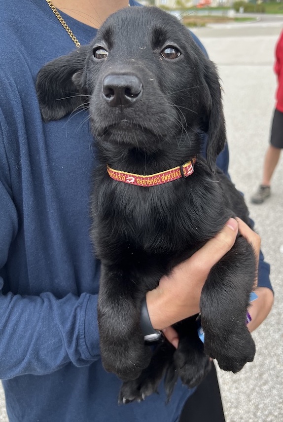 Dog for adoption MarchNot Accepting Applications Yet!, a Labrador