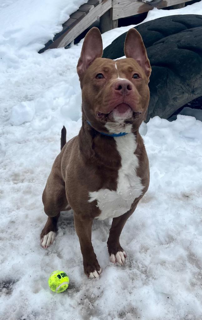 Bam, Adoptable, Adult Male Pit Bull Terrier & Mixed Breed.