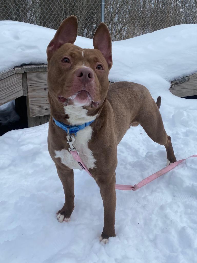 Bam, Adoptable, Adult Male Pit Bull Terrier & Mixed Breed.