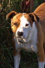 Otis photo 2
