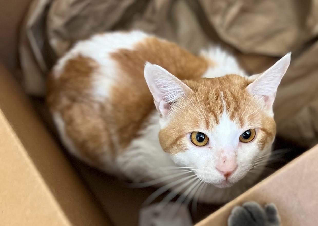 Crush, adopted, Adult Male Domestic Short Hair.