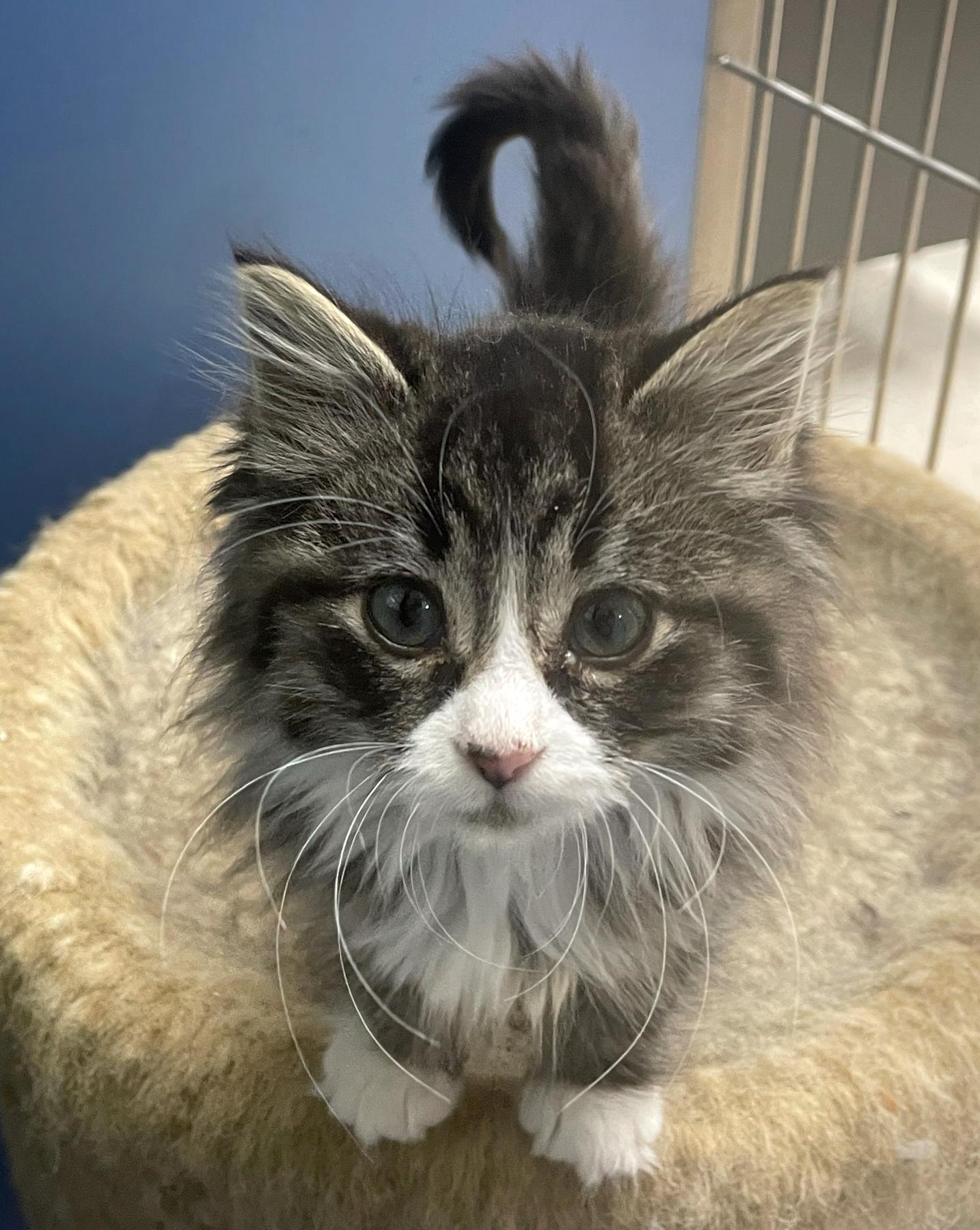 Enlarge Mary Ann (Must be Adopted w/Littermate), an adoptable Domestic Long Hair in Neillsville, WI image 1/1