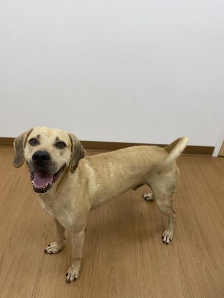 Enlarge Hummus, a Adoptable mixed breed in Melbourne, FL image 1/2