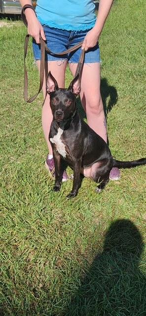 Lola, Adoptable, Adult Female Shepherd.