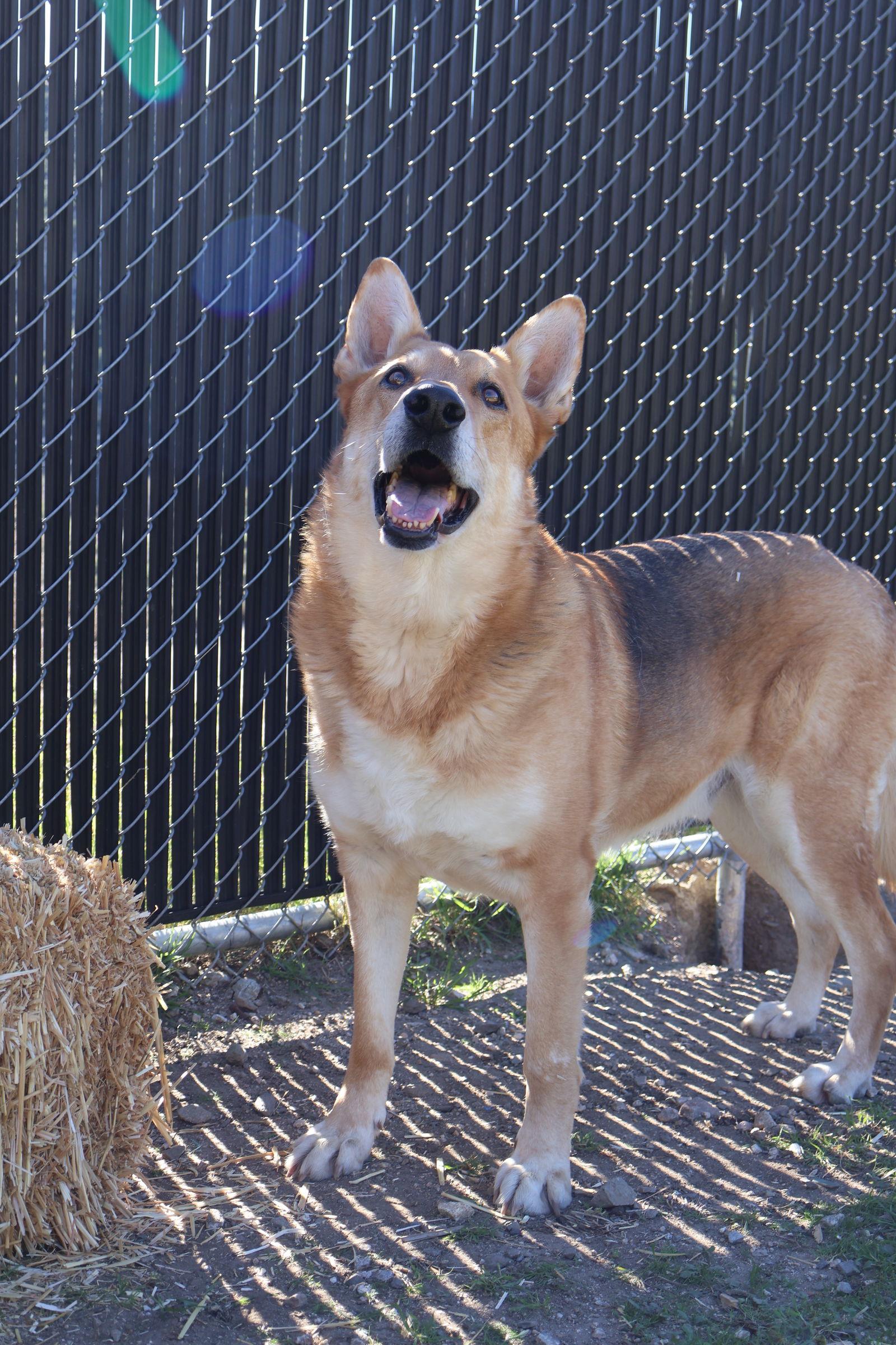 Max, a Adoptable German Shepherd Dog in Hamilton, MT image 1/3