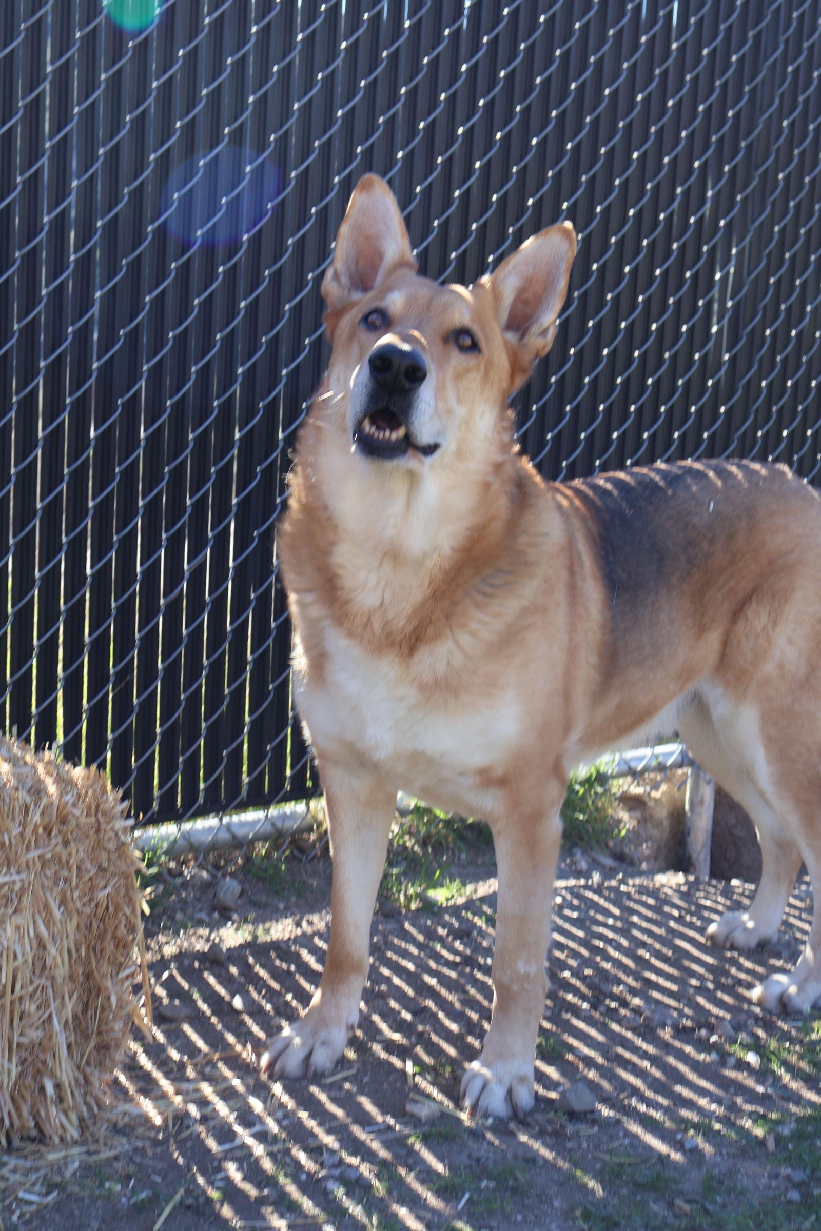 Max, a Adoptable German Shepherd Dog in Hamilton, MT image 2/3