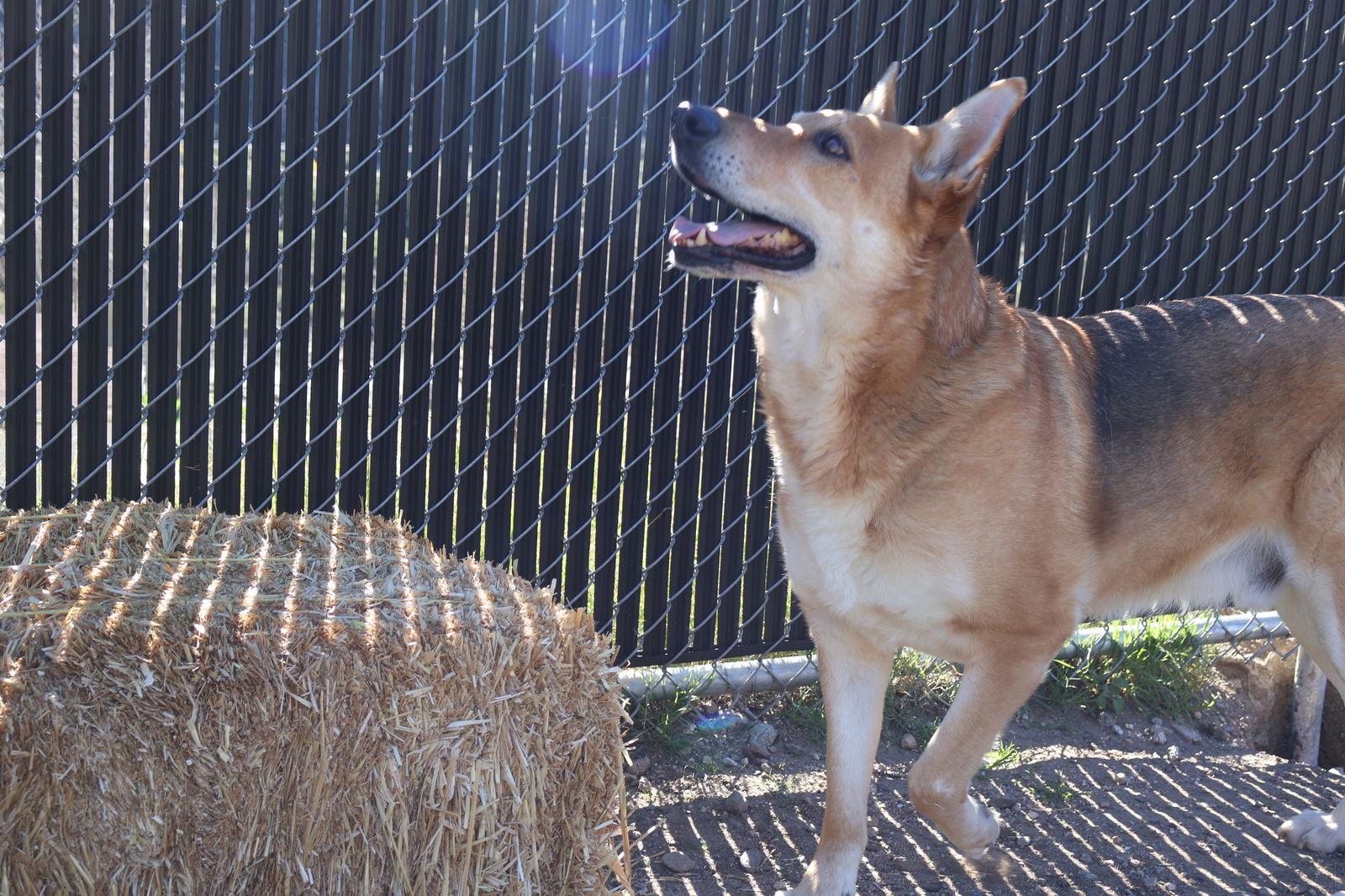 Max, a Adoptable German Shepherd Dog in Hamilton, MT image 3/3