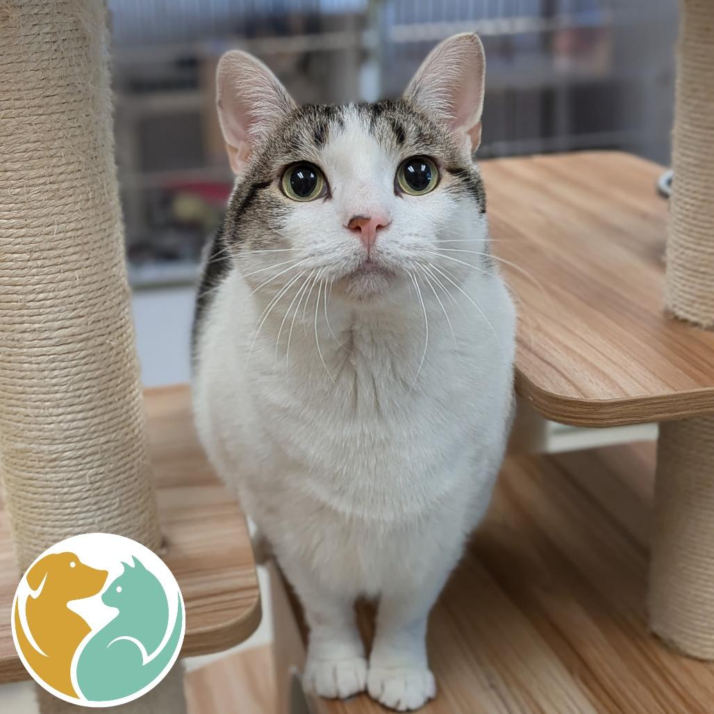 Enlarge Tinky-Winky (FIV+), a Adoptable Domestic Short Hair in Toledo, OH image 1/3