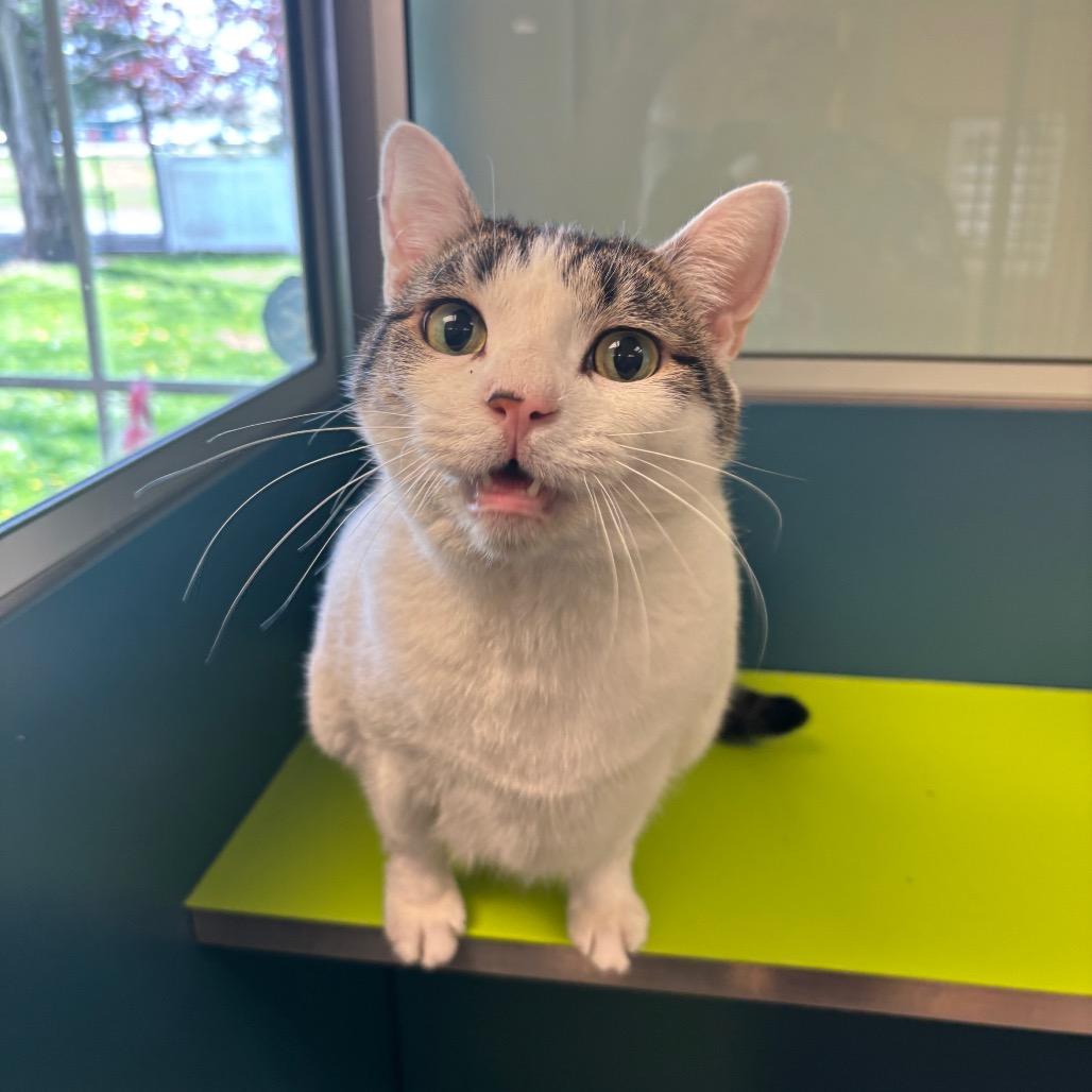 Enlarge Tinky-Winky (FIV+), a Adoptable Domestic Short Hair in Toledo, OH image 2/3