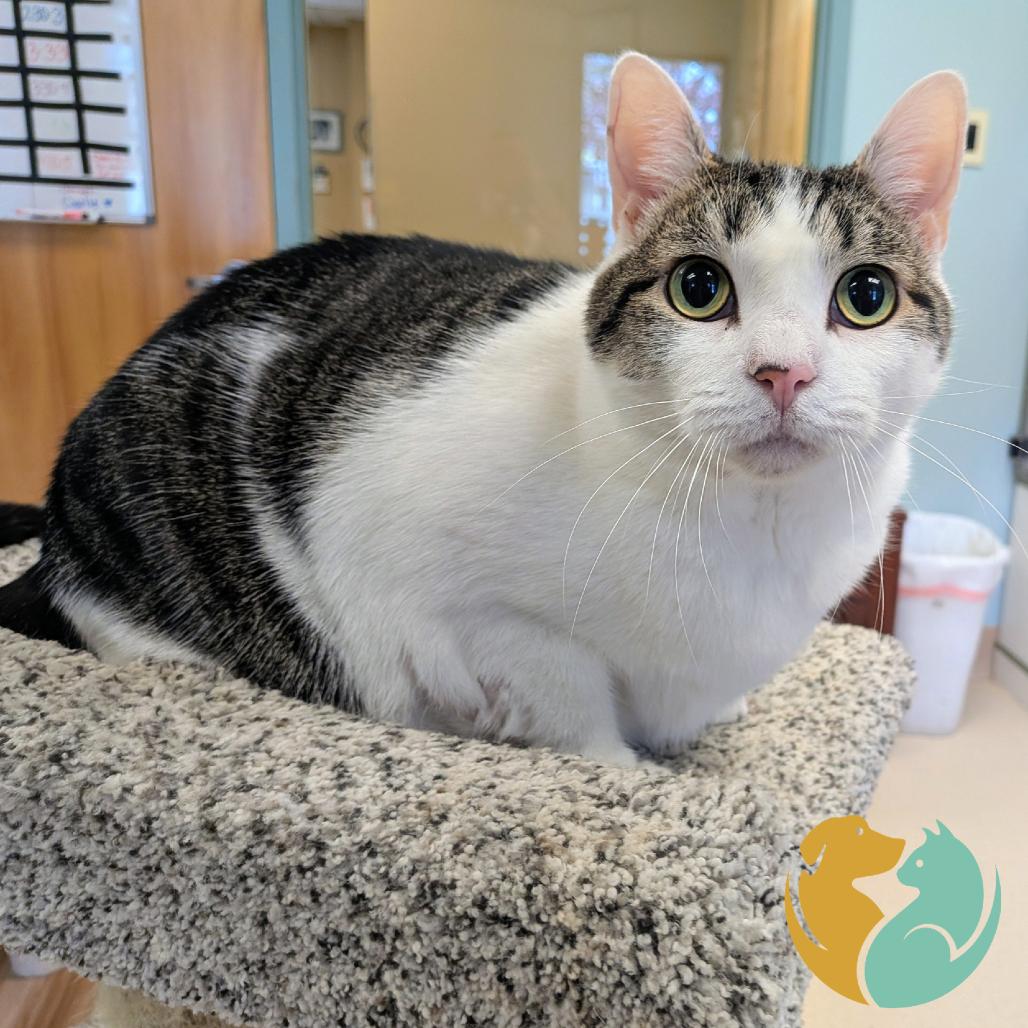 Enlarge Tinky-Winky (FIV+), a Adoptable Domestic Short Hair in Toledo, OH image 1/1