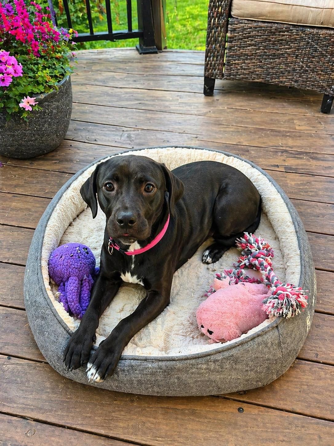 Enlarge Cleo, a Adoptable mixed breed in Houston, TX image 4/5