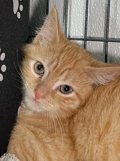Enlarge Strawberry, a Adoptable mixed breed in Elmira, NY image 1/1