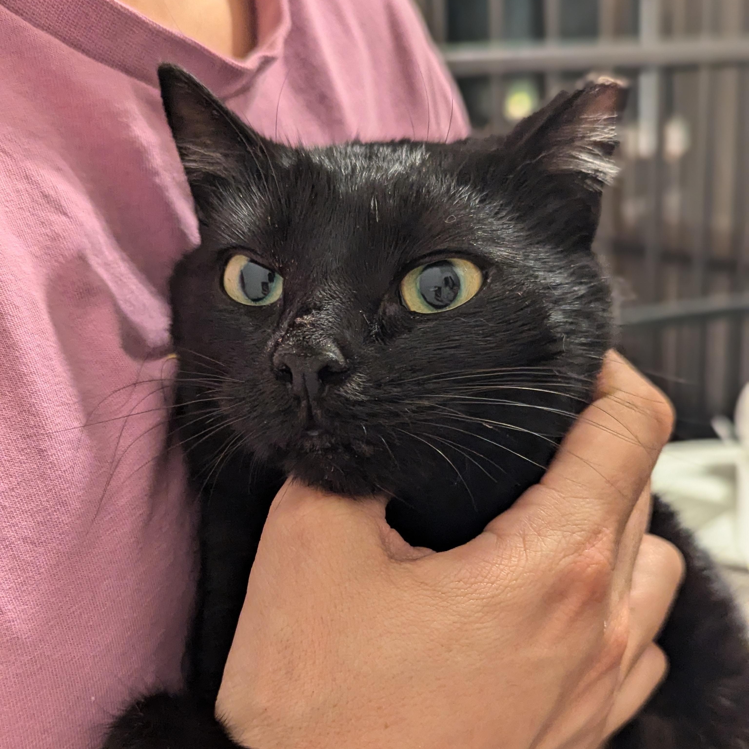 Enlarge Roxie (The Happiest Little Shadow), a ADOPTABLE mixed breed in Decatur, GA image 3/5