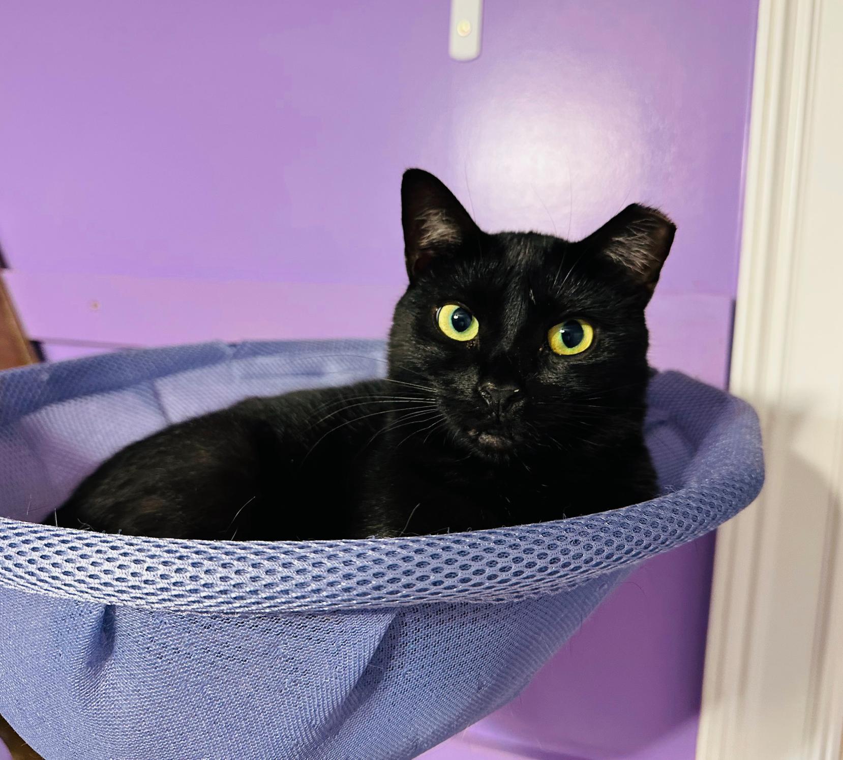 Enlarge Roxie (The Happiest Little Shadow), a ADOPTABLE mixed breed in Decatur, GA image 5/5