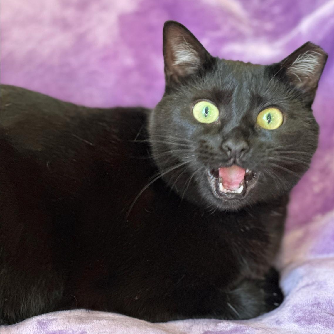 Enlarge Roxie (The Happiest Little Shadow), a ADOPTABLE mixed breed in Decatur, GA image 4/5