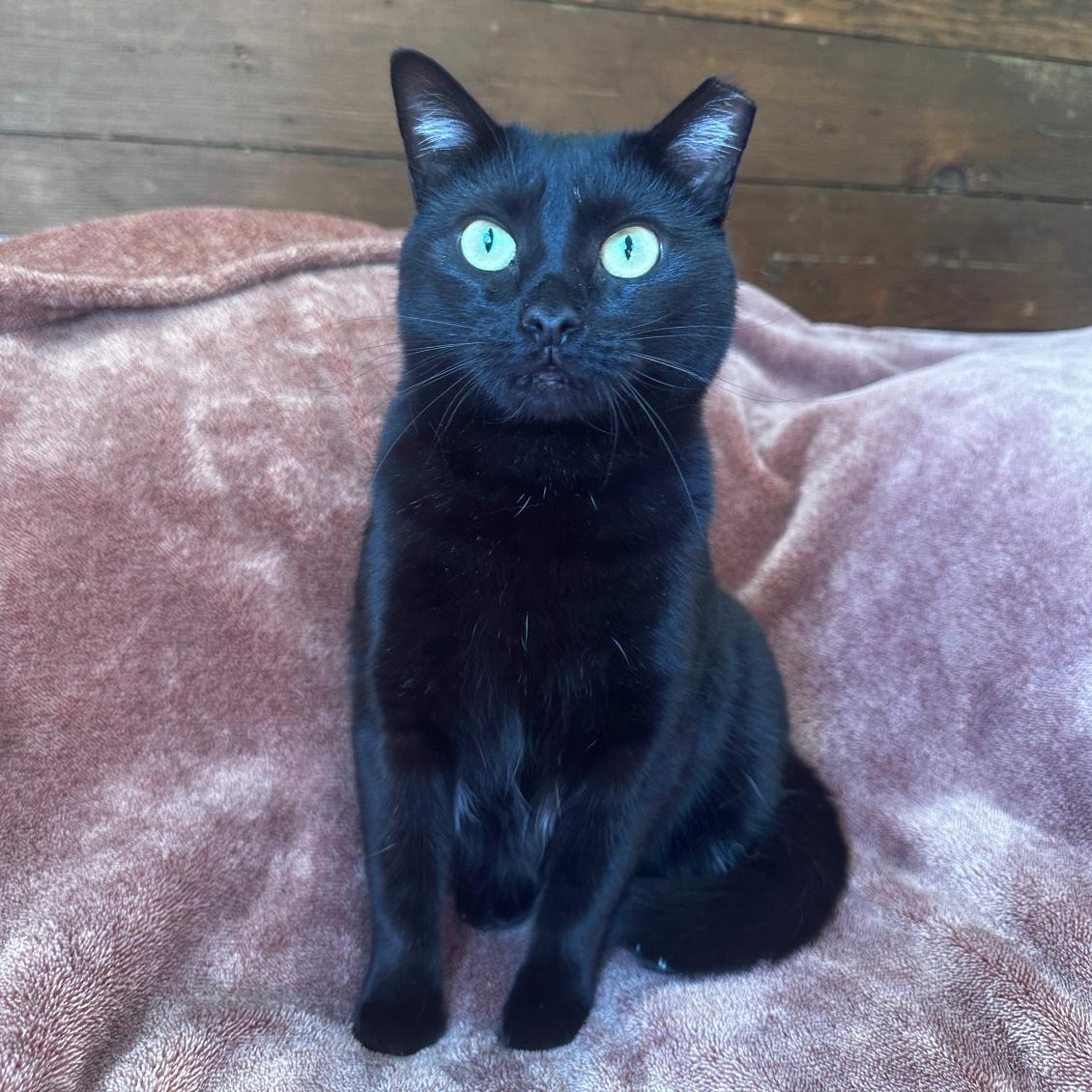 Enlarge Roxie (The Happiest Little Shadow), a ADOPTABLE mixed breed in Decatur, GA image 2/5