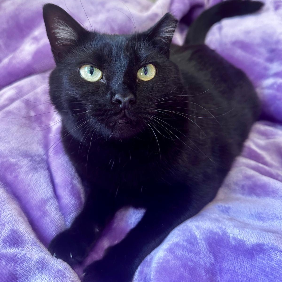 Enlarge Roxie (The Happiest Little Shadow), a ADOPTABLE mixed breed in Decatur, GA image 1/5