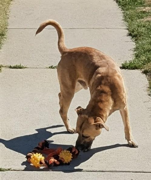 Enlarge Pizza, a ADOPTABLE mixed breed in Suffolk, VA image 4/6