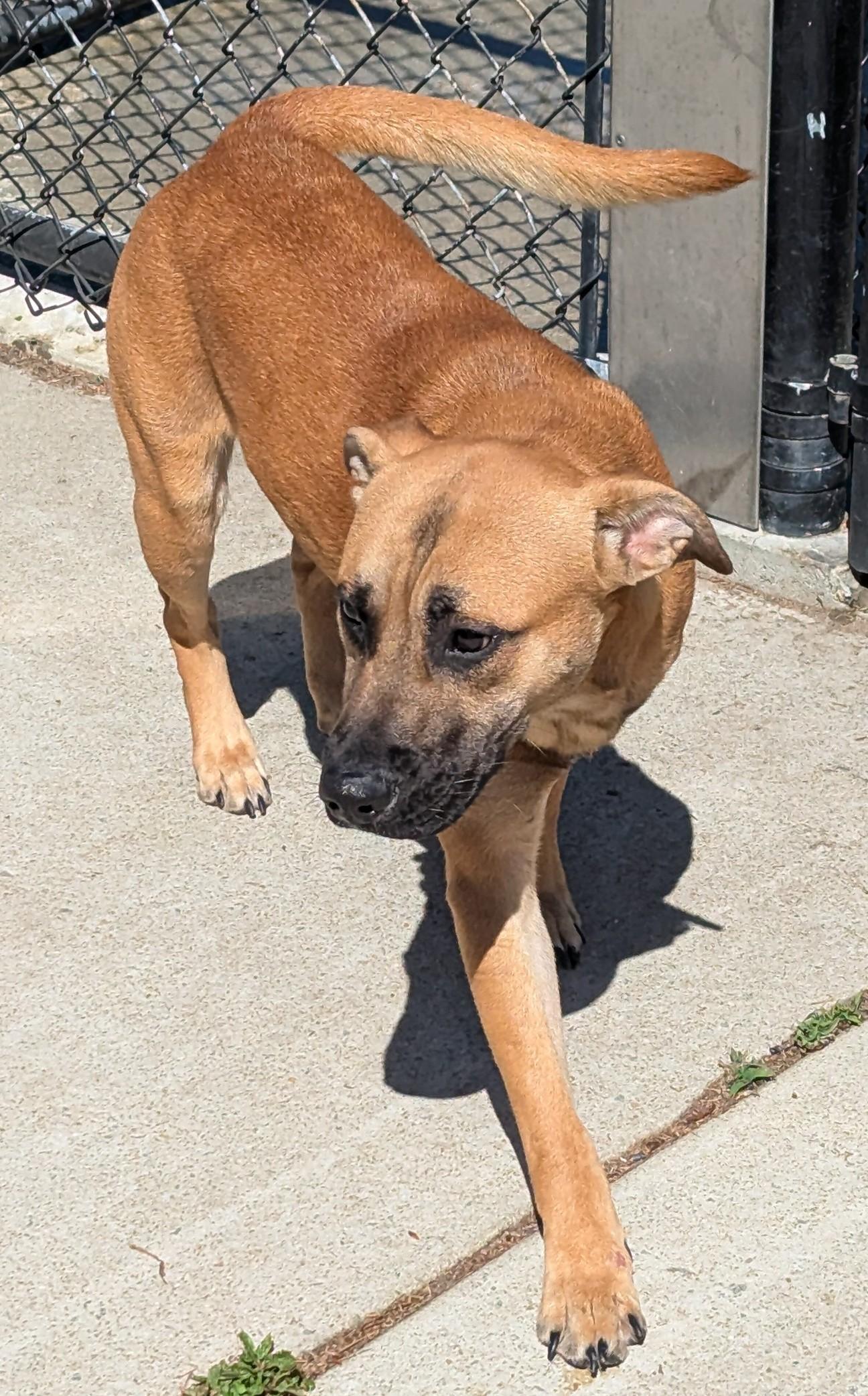 Enlarge Pizza, a ADOPTABLE mixed breed in Suffolk, VA image 5/6