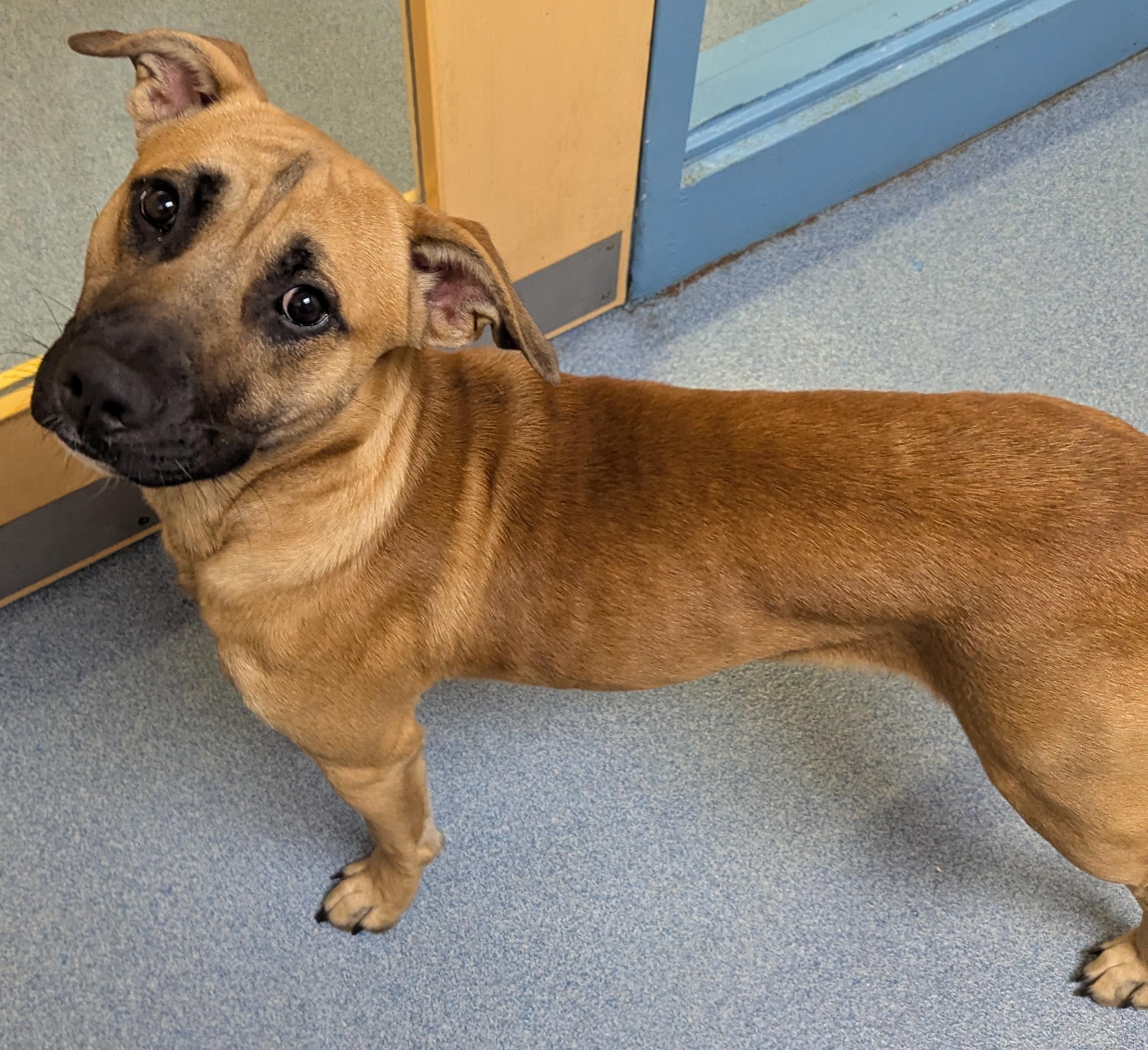Pizza, ADOPTABLE, Adult Male Mountain Cur.