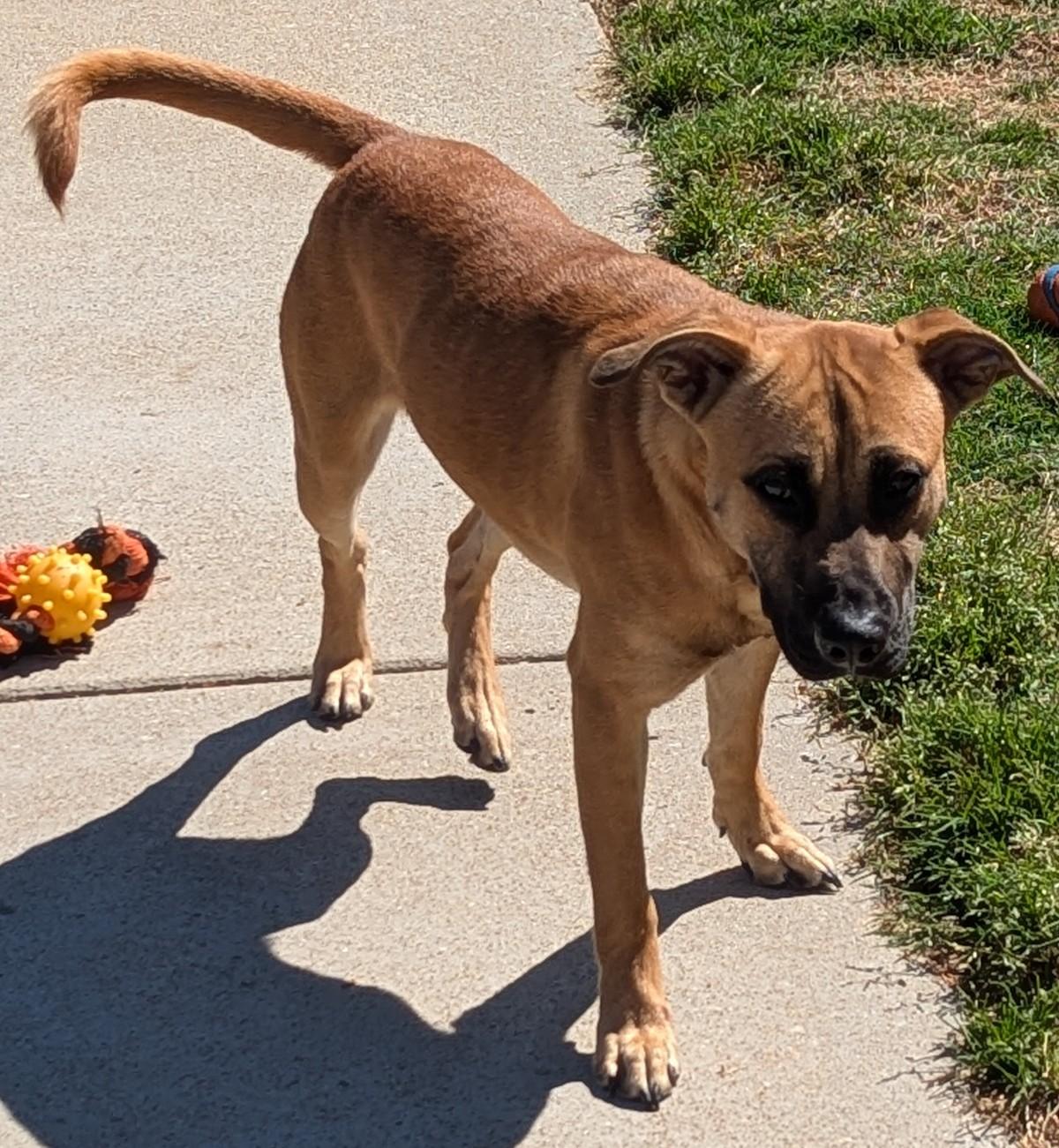 Enlarge Pizza, a ADOPTABLE mixed breed in Suffolk, VA image 6/6