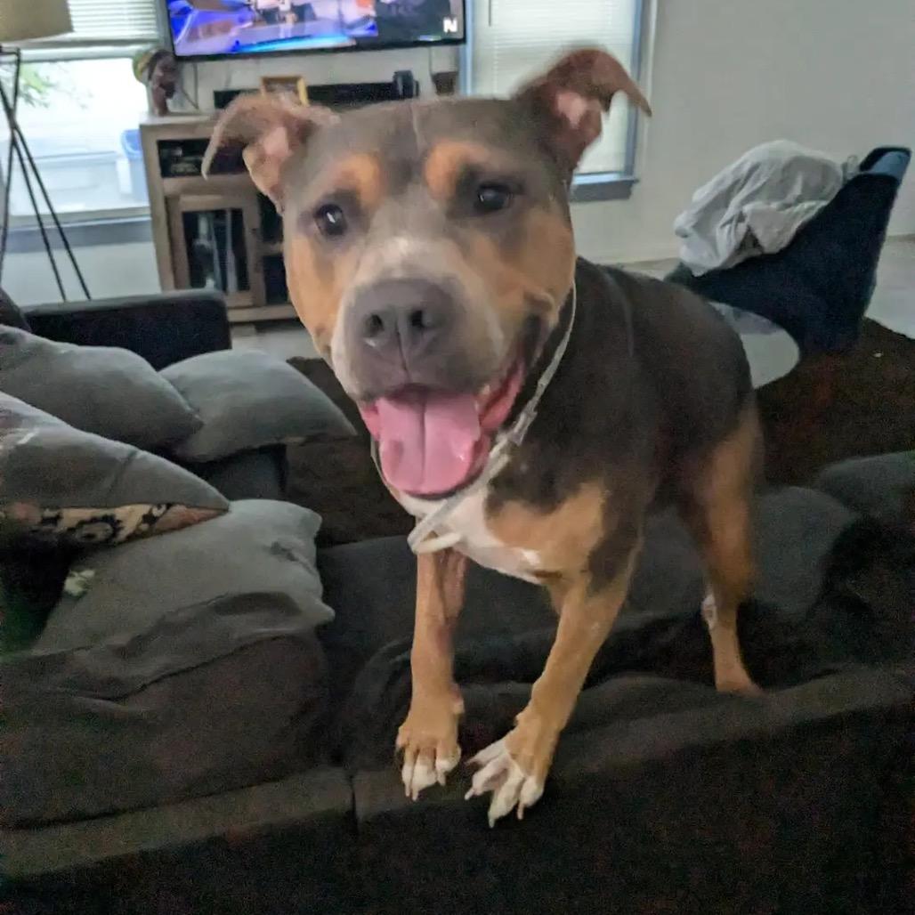 Enlarge Smuggler, a Adoptable Pit Bull Terrier in Dallas, TX image 1/6