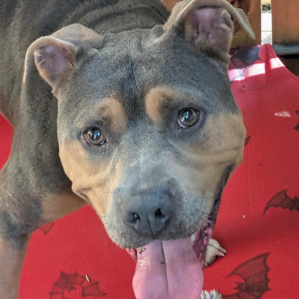 Enlarge Smuggler, a Adoptable Pit Bull Terrier in Dallas, TX image 2/6