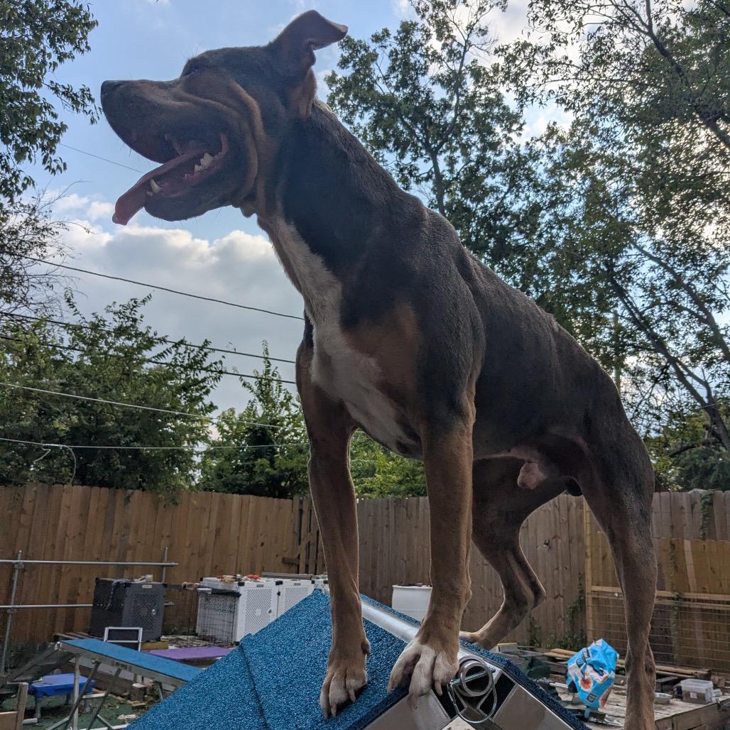 Enlarge Smuggler, a Adoptable Pit Bull Terrier in Dallas, TX image 4/6
