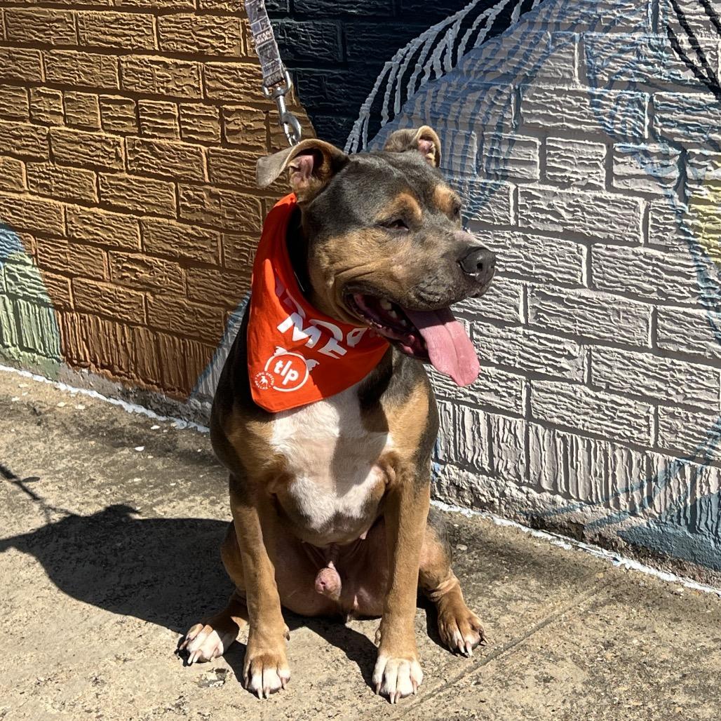 Enlarge Smuggler, a Adoptable Pit Bull Terrier in Dallas, TX image 5/6