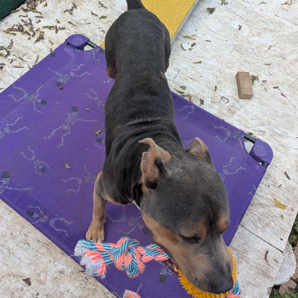 Enlarge Smuggler, a Adoptable Pit Bull Terrier in Dallas, TX image 6/6