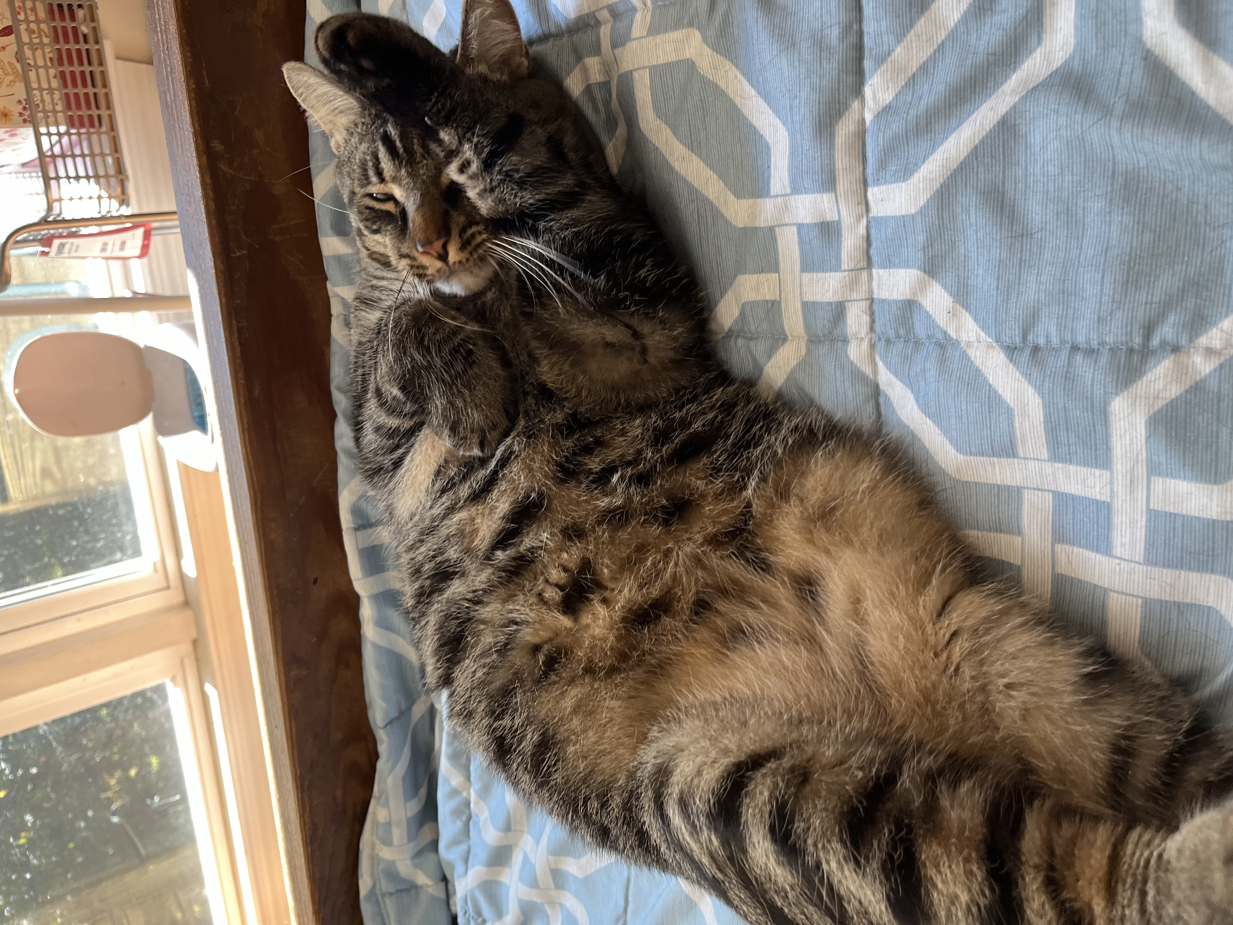 Enlarge Ty, a Adoptable Domestic Short Hair in Hopkinton, MA image 3/5