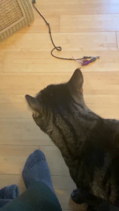 Enlarge Ty, a Adoptable Domestic Short Hair in Hopkinton, MA video 5/5