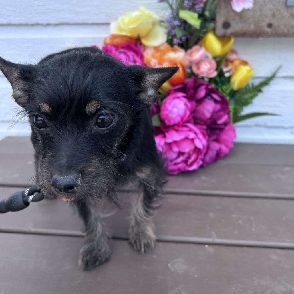 Toby, Adoptable, Young Male Terrier.
