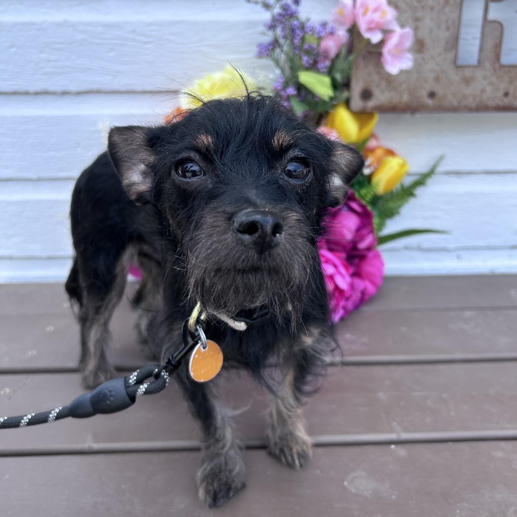 Enlarge Toby, a Adoptable mixed breed in Prescott, AZ image 2/6