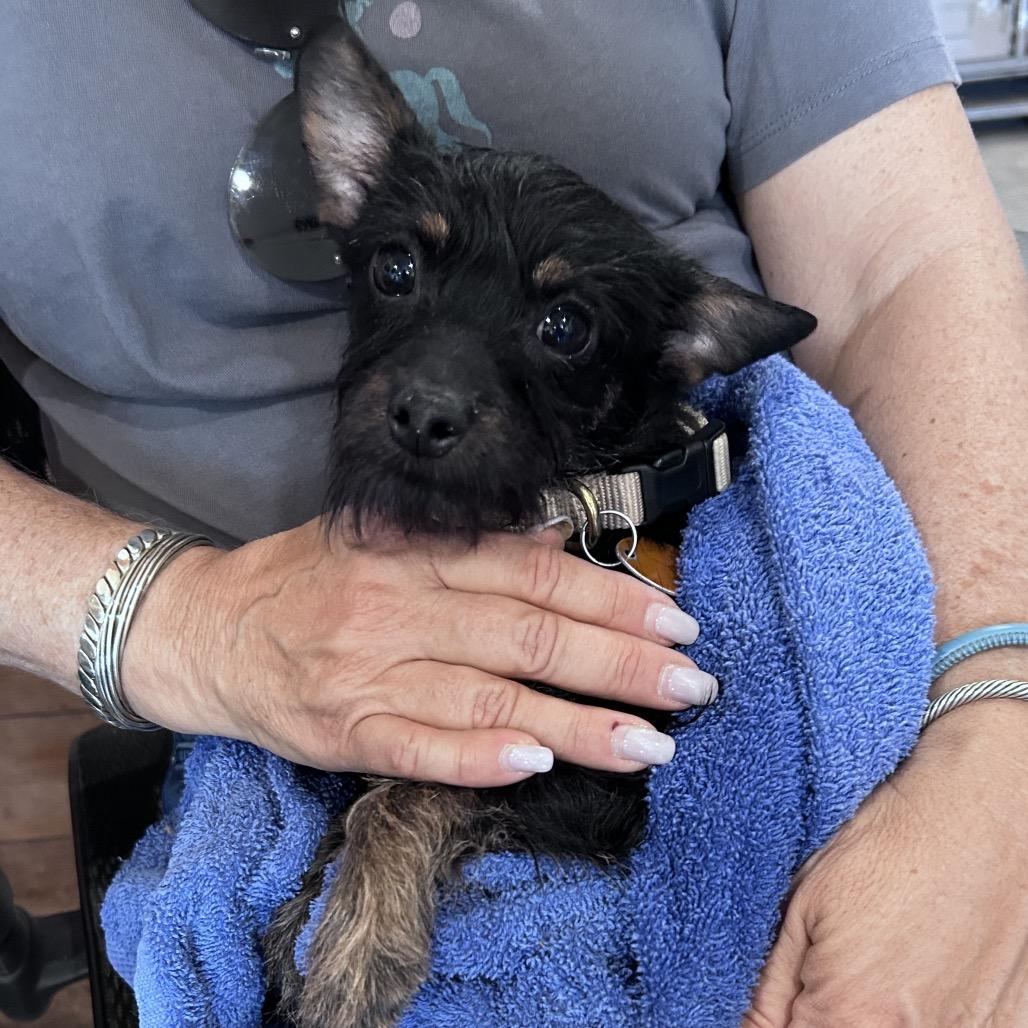 Enlarge Toby, a Adoptable mixed breed in Prescott, AZ image 3/6