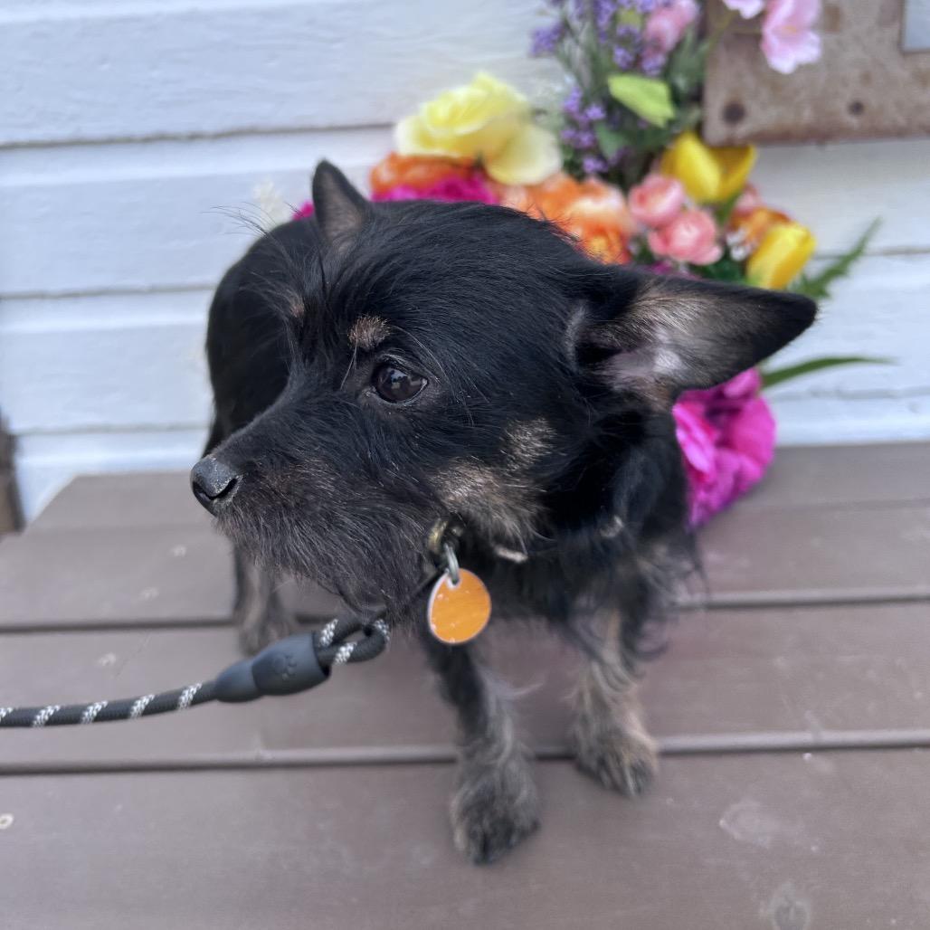 Enlarge Toby, a Adoptable mixed breed in Prescott, AZ image 4/6