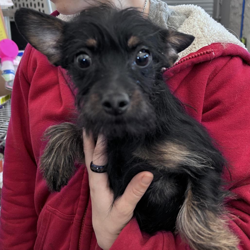 Enlarge Toby, a Adoptable mixed breed in Prescott, AZ image 5/6