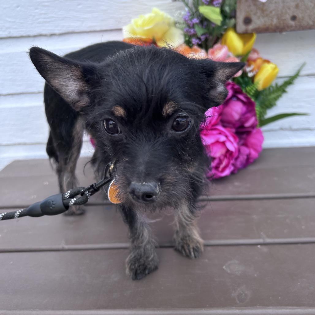 Enlarge Toby, a Adoptable mixed breed in Prescott, AZ image 6/6